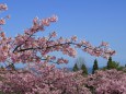 海を眺める桜