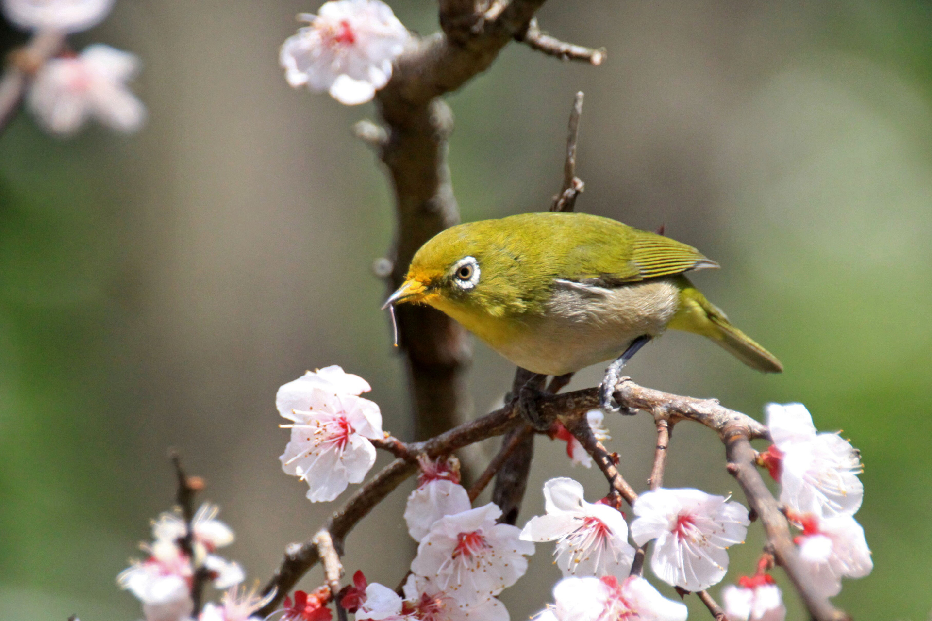 動物 鳥 ペンギン 春が来た メジロ 壁紙19x1280 壁紙館