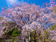 六義園のしだれ桜