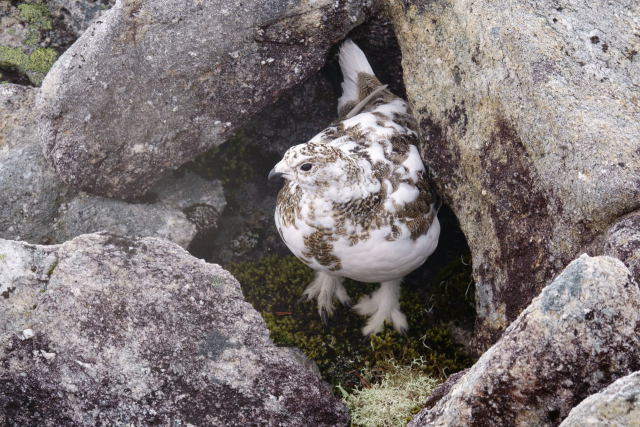 常念岳のチビ雷鳥6