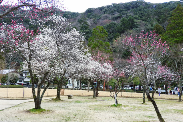 早春の梅園4