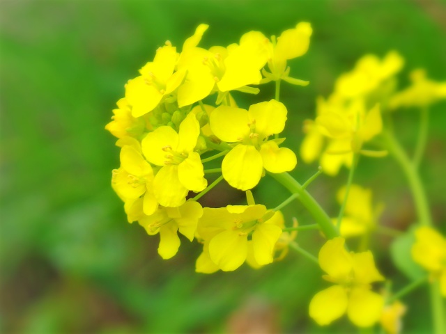 菜の花