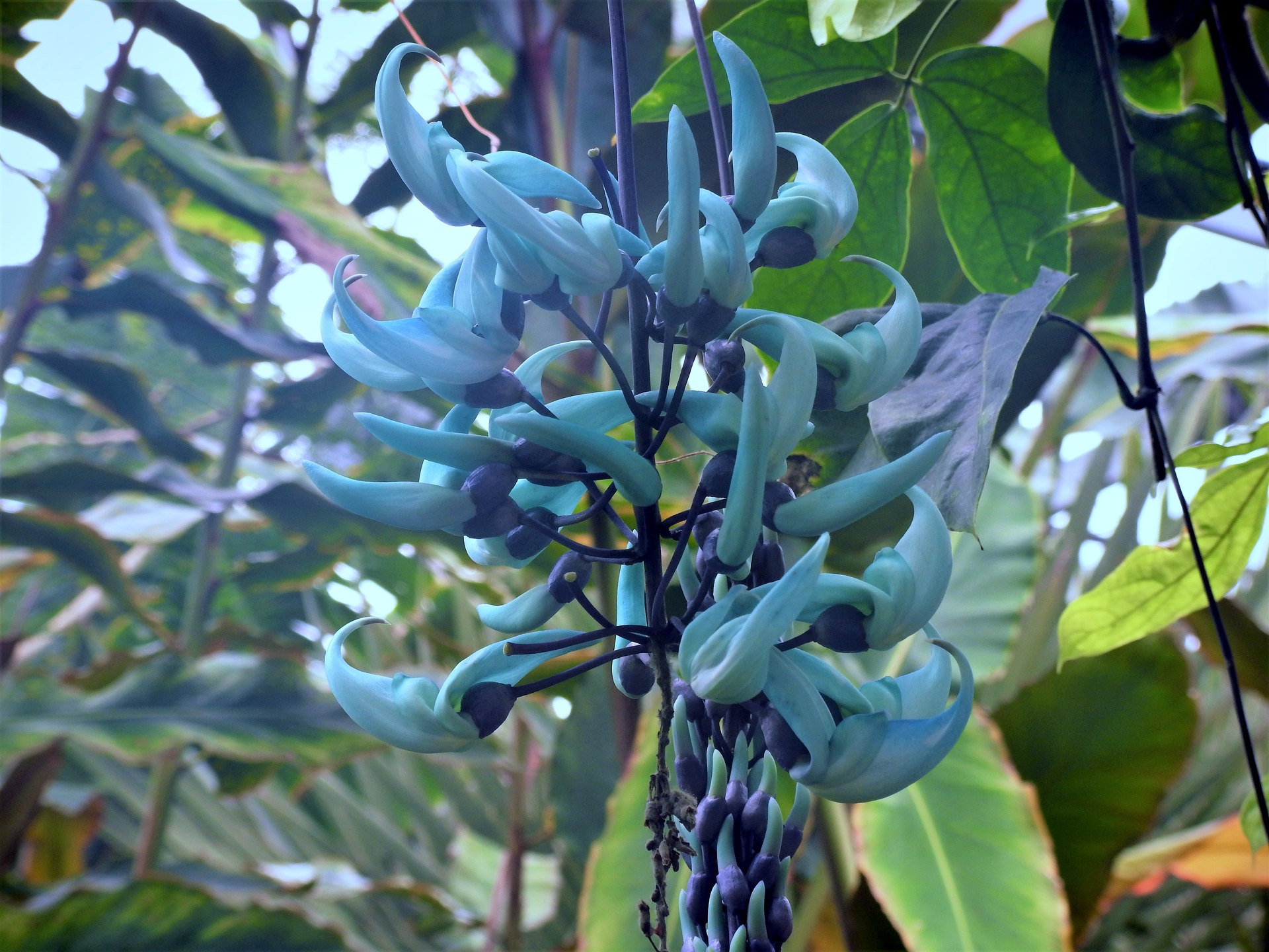 花 植物 ヒスイカズラ 壁紙19x1440 壁紙館