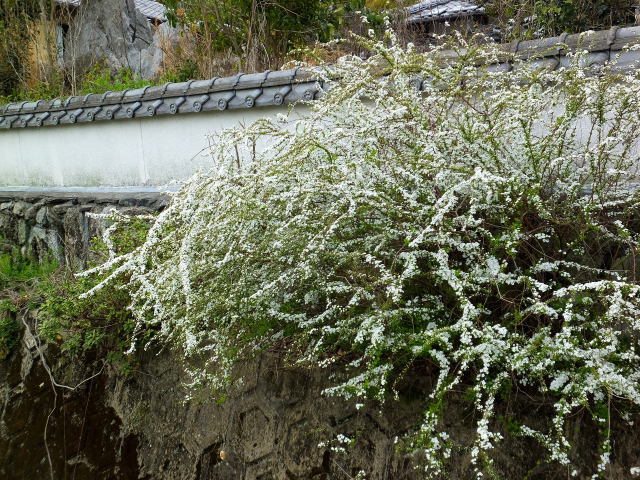 瓦の塀とユキヤナギ