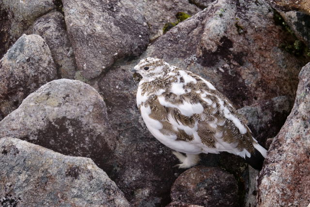 常念岳のチビ雷鳥7