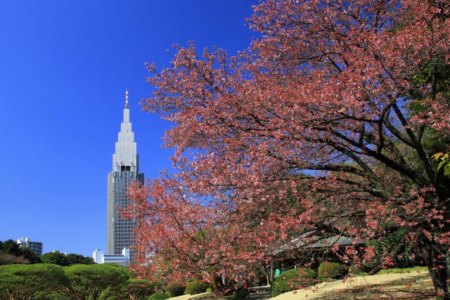 陽光桜