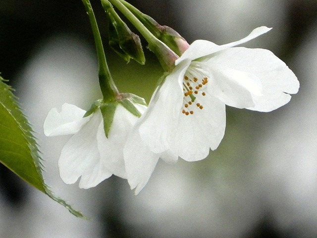 大島桜