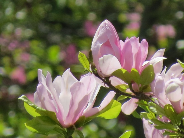 モクレンの花