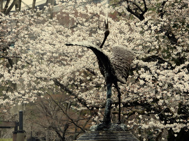 染井吉野が満開になりました