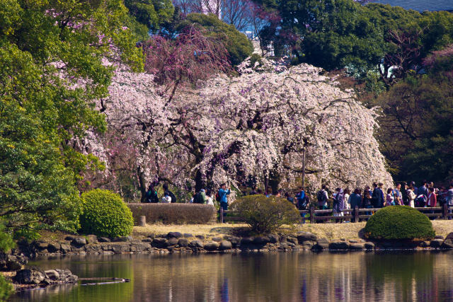 水辺のしだれ桜