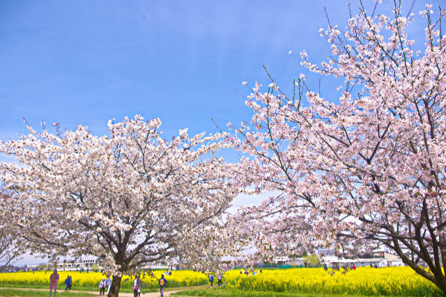 桜と菜の花畑