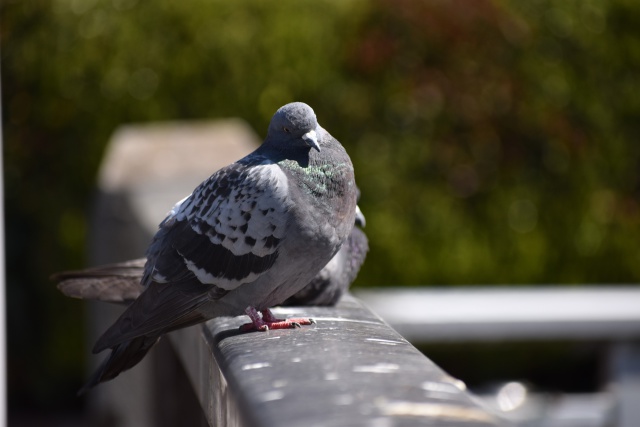 苦みばしった鳩