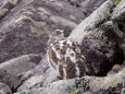 常念岳のチビ雷鳥8