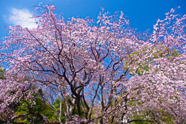 六義園のしだれ桜