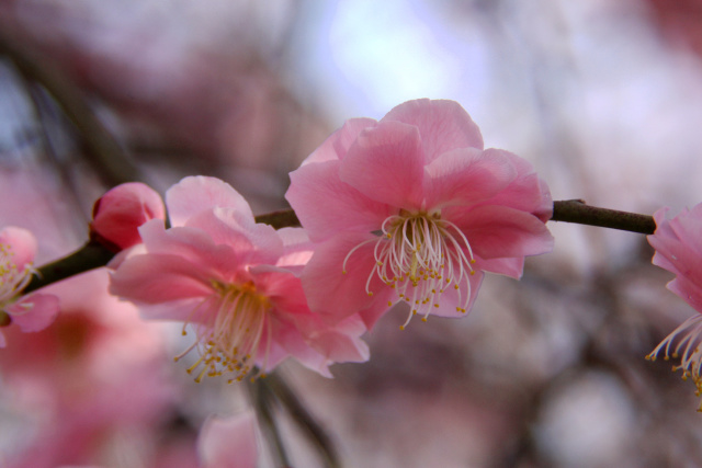 和泉の里の紅梅