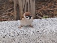 雀 いきがってる？