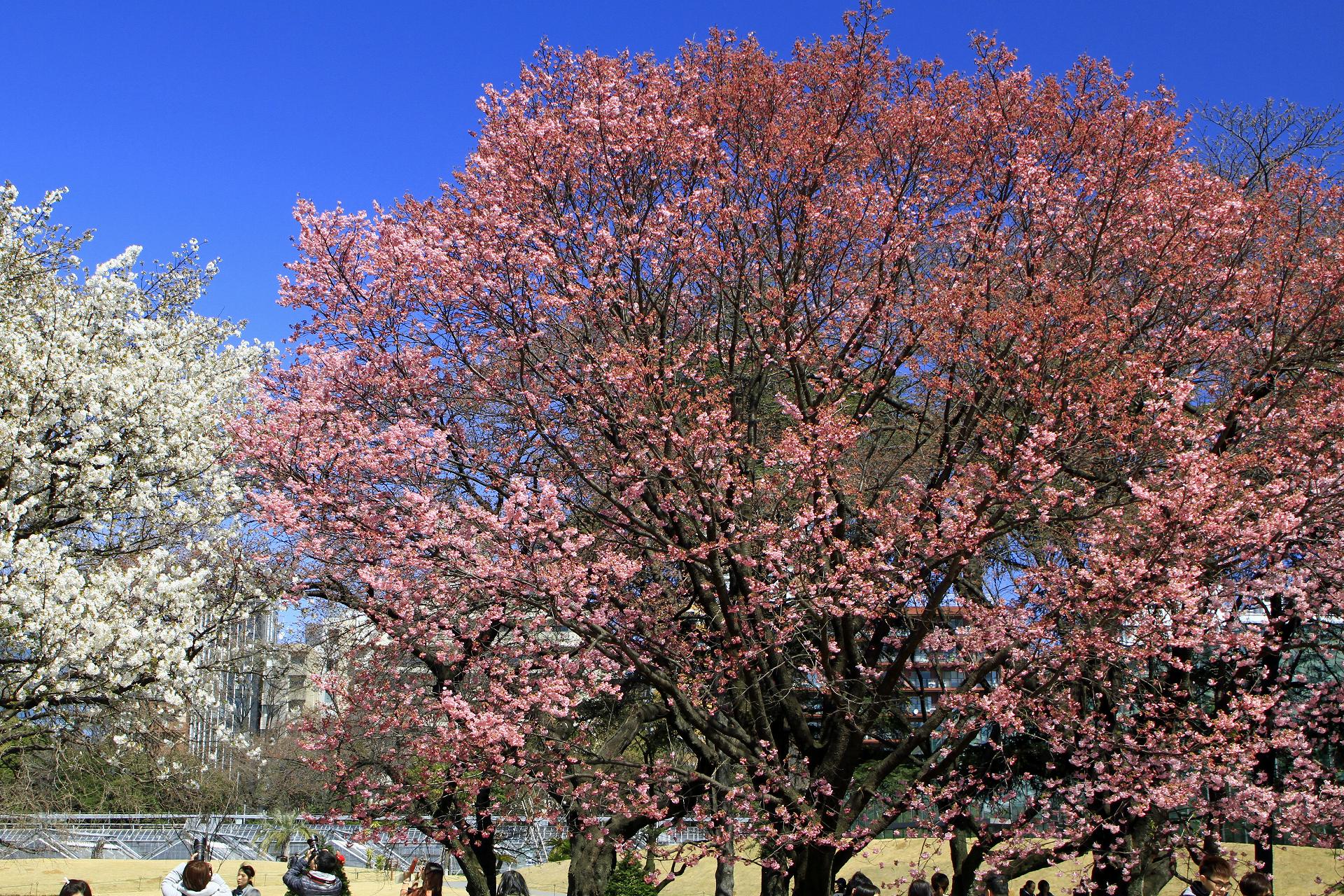 花 植物 陽光桜 壁紙19x1280 壁紙館