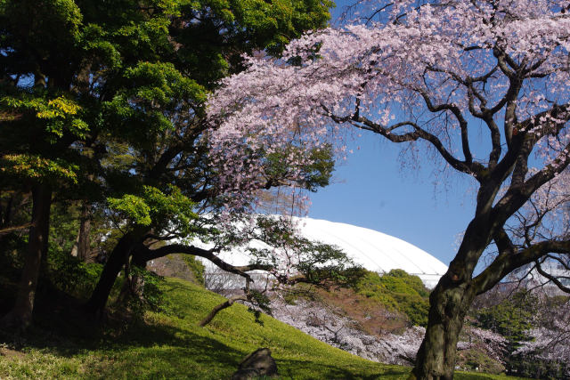 しだれ桜と東京ドーム