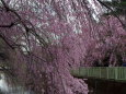 神田川の枝垂れ桜