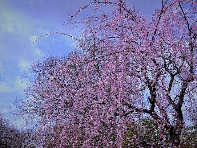 青空に映える枝垂れ桜の大木