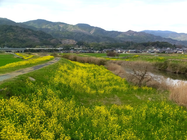 菜の花が咲く頃