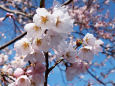 淡墨桜の開花