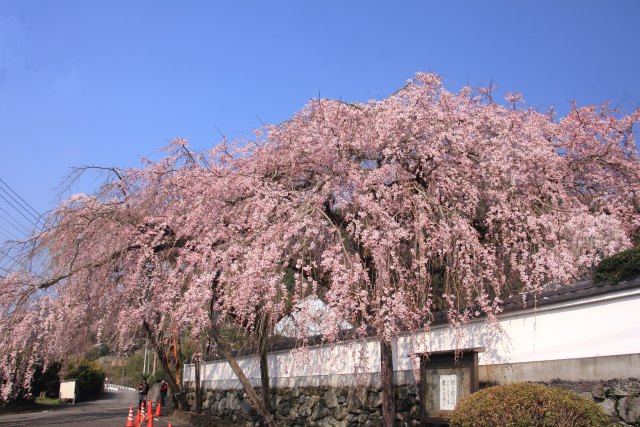 明王寺の枝垂れ桜