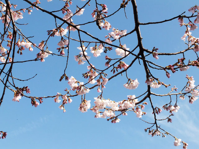 淡墨桜の開花