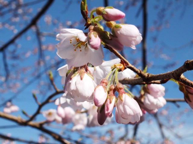 淡墨桜の開花