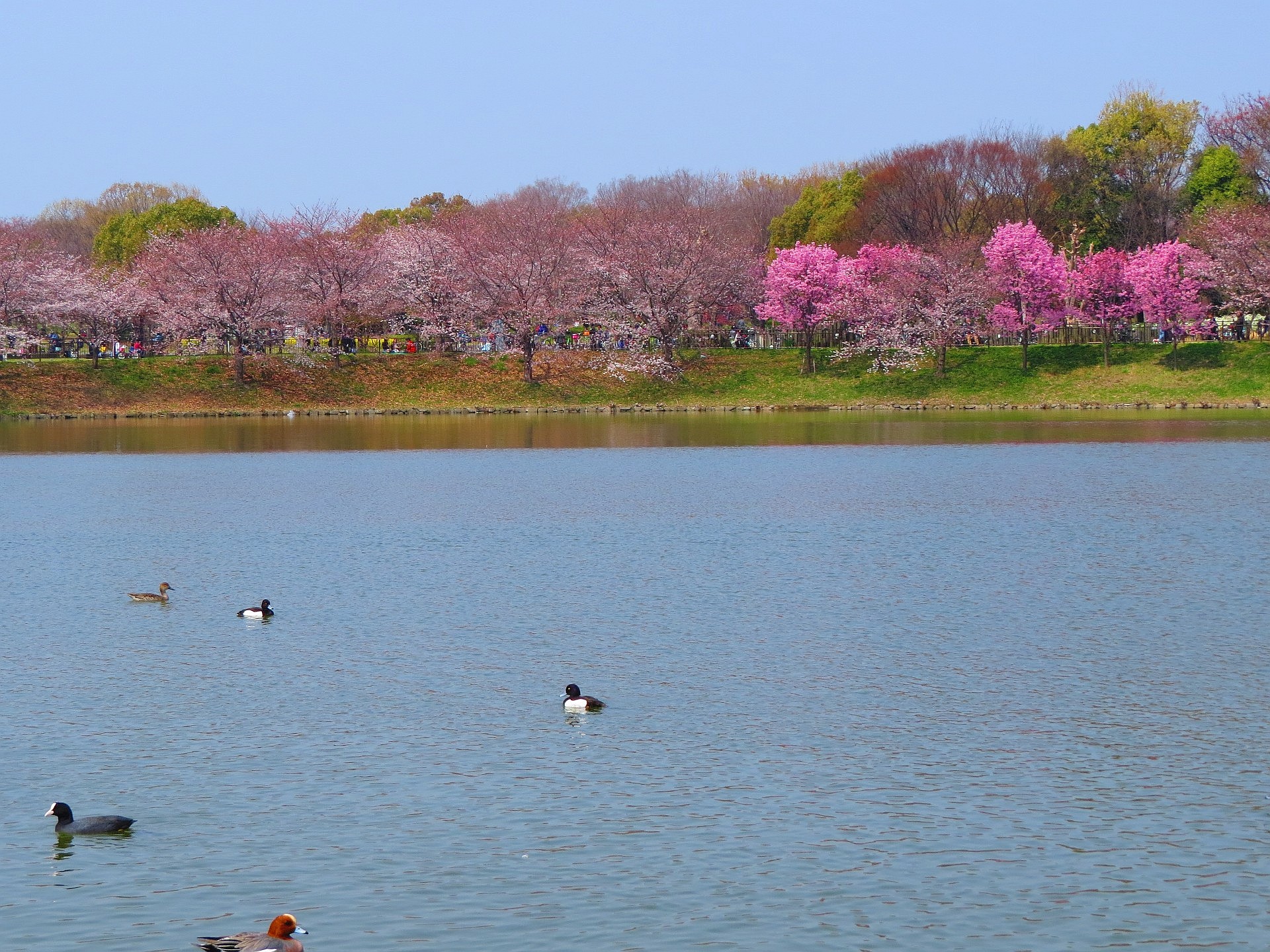 日本の風景 桜咲く鶴見緑地公園の大池 壁紙19x1440 壁紙館