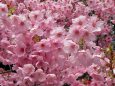 花で埋まる満開の陽光桜