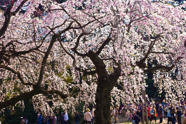 しだれ桜