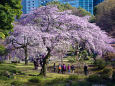 しだれ桜