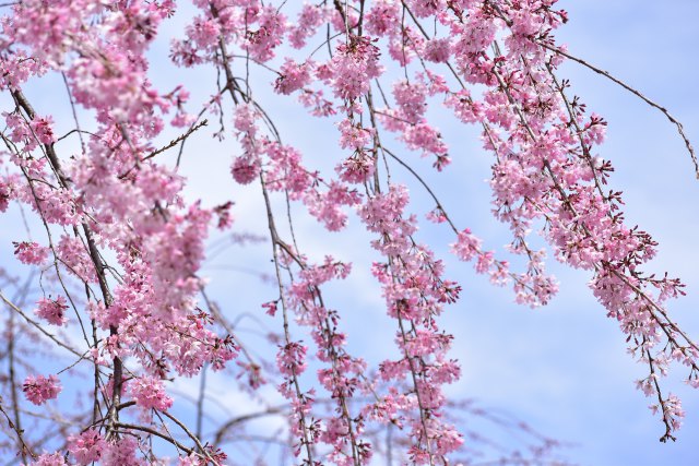 しだれ桜