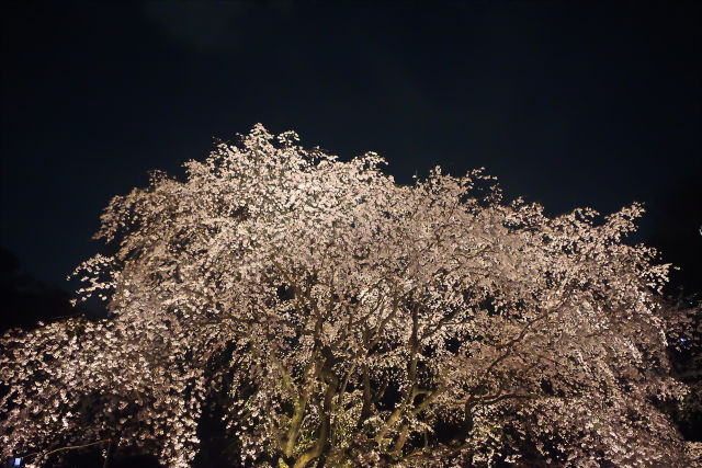 夜桜