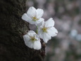 胴吹き桜