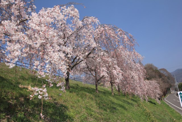 公園のしだれ桜