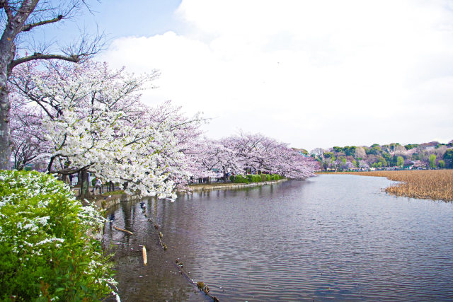 不忍池の桜並木