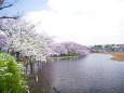 不忍池の桜並木