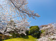 小石川後楽園の桜