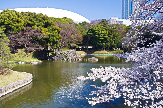 東京ドームと桜