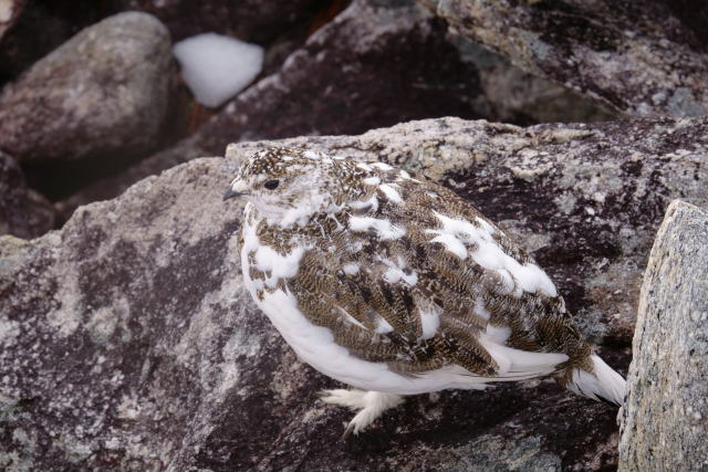 前常念岳のチビ雷鳥10