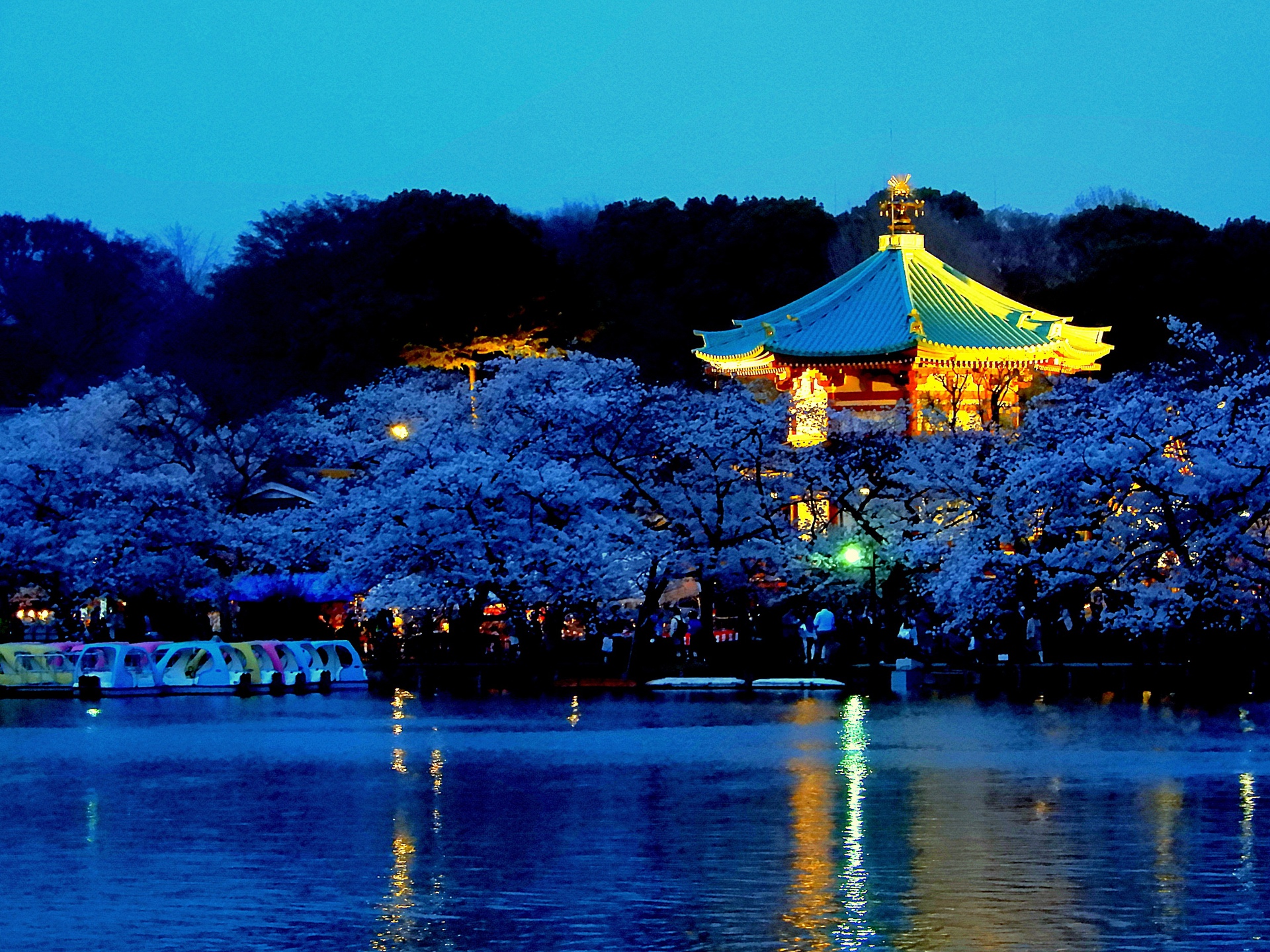 夜景 花火 イルミ 弁天堂と上野公園のの夜桜 壁紙19x1440 壁紙館
