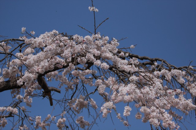 青空の姫枝垂れ桜満開