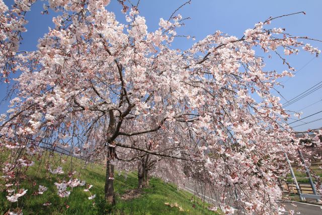 満開の枝垂れ桜