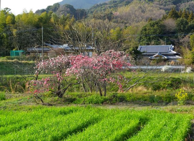 山里の春