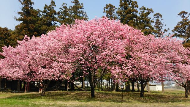 陽光桜2