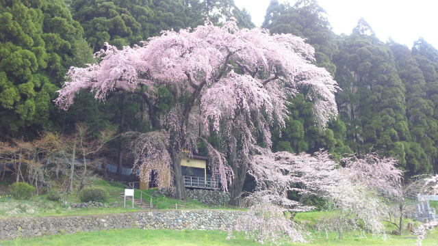 ありし日の夫婦桜