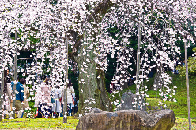 しだれ桜