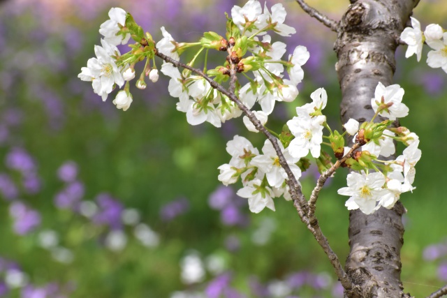 お気に入りの桜スポット